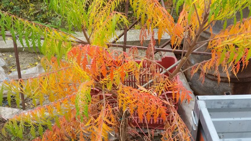 rhus typhina laciniata - arbori ornamentali 2019