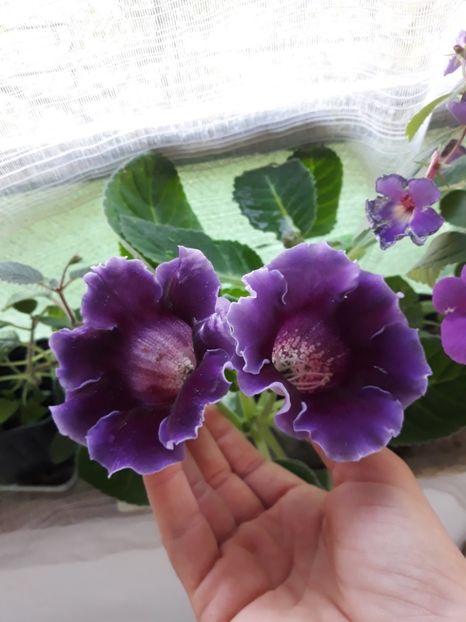 - Gloxinia din seminte