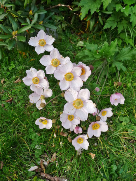  - 2019 - 03 - Toamna