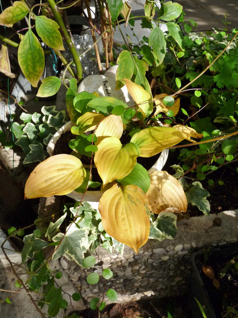  - 2019 - 03 - Toamna