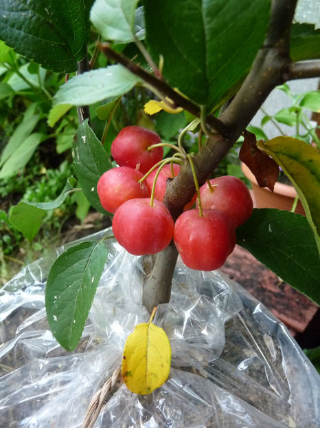  - 2019 - 03 - Toamna