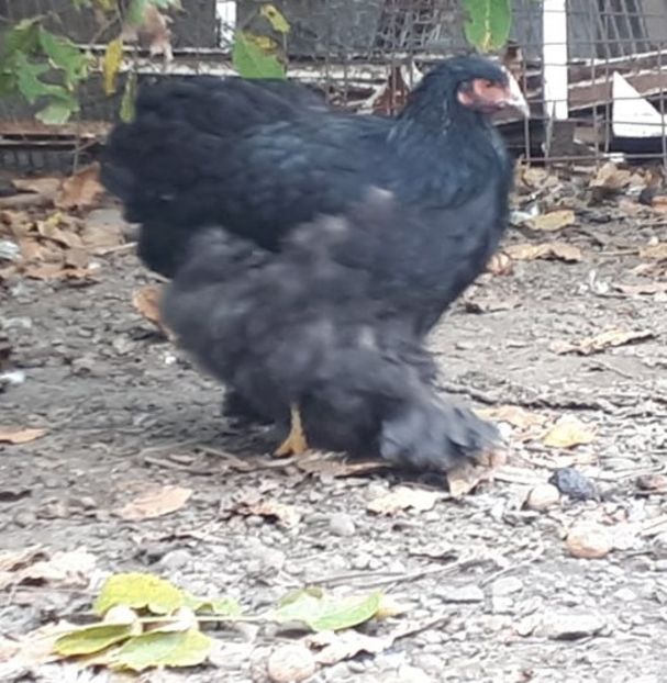  - Gaini cochinchina negru