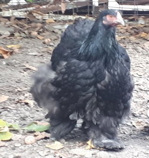  - Gaini cochinchina negru