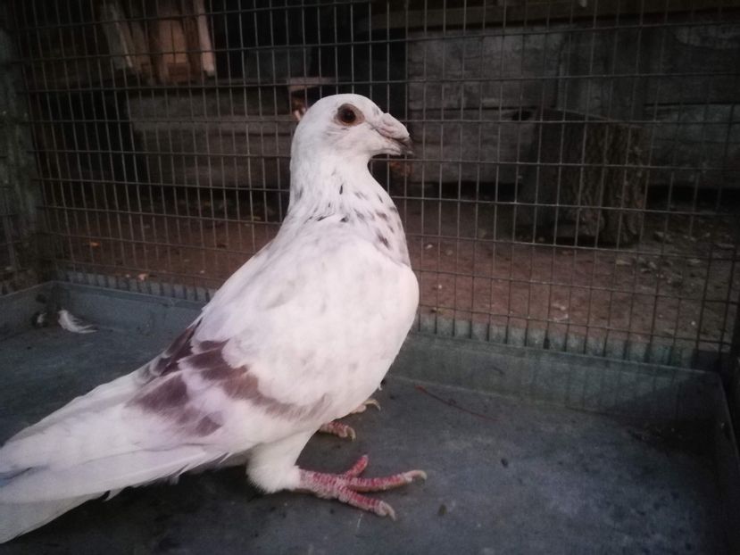 m 2019 - voiajori italieni de frumusete vanzare