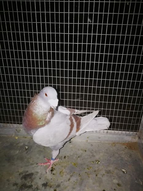 m 2019 - voiajori italieni de frumusete vanzare