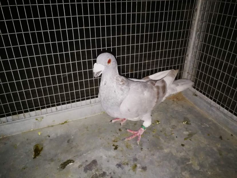 m 2019 - voiajori italieni de frumusete vanzare