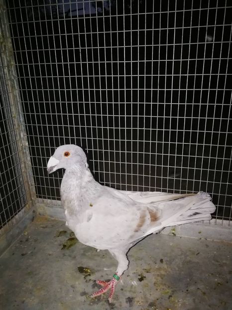 m 2019 - voiajori italieni de frumusete vanzare