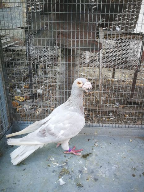 f 2017 - voiajori italieni de frumusete vanzare