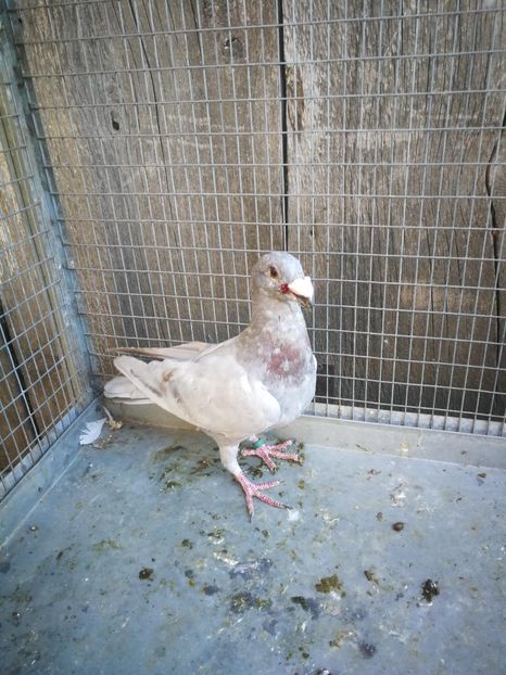 m 2019 - voiajori italieni de frumusete vanzare