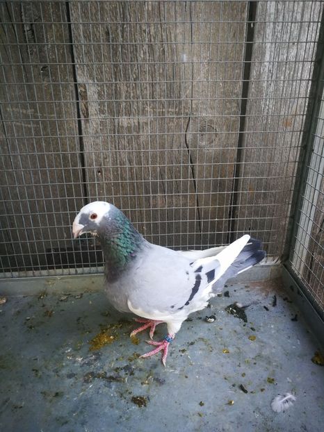 f 2018 - voiajori ornament frumusete