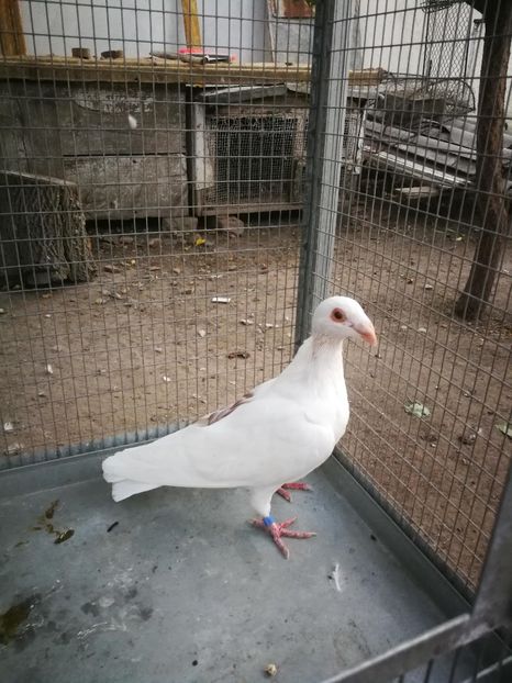 2019 - voiajori ornament frumusete