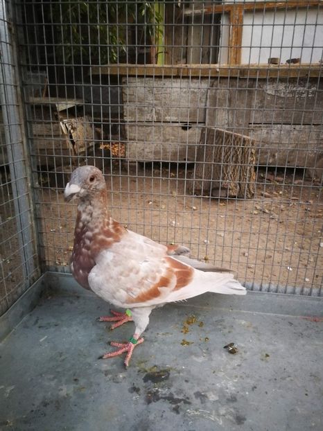 f 2019 (posibil) - voiajori ornament frumusete