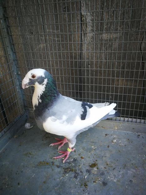 m 2018 - voiajori ornament frumusete