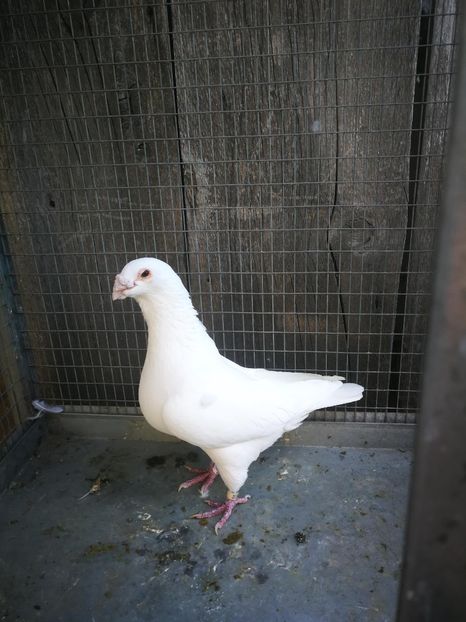 m 2015 - voiajori ornament frumusete