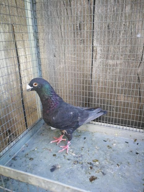 m 2018 - voiajori ornament frumusete