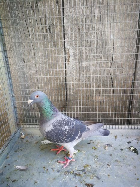 f 2018 - voiajori ornament frumusete