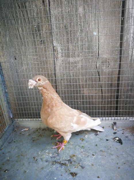 m 2012 - voiajori ornament frumusete