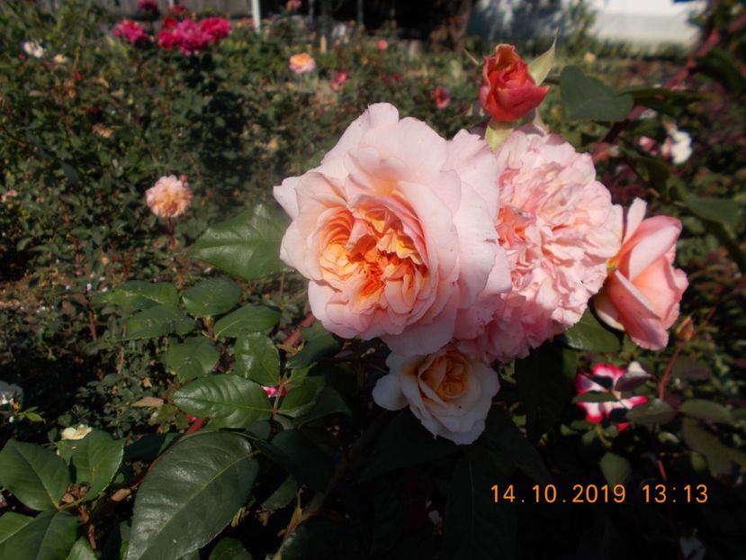 - TRANDAFIRI 2019-2