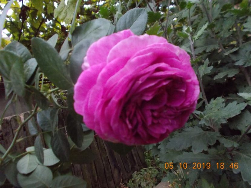  - TRANDAFIRI 2019-2