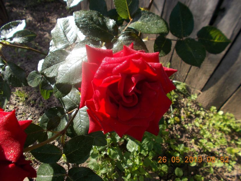  - TRANDAFIRI 2019-2