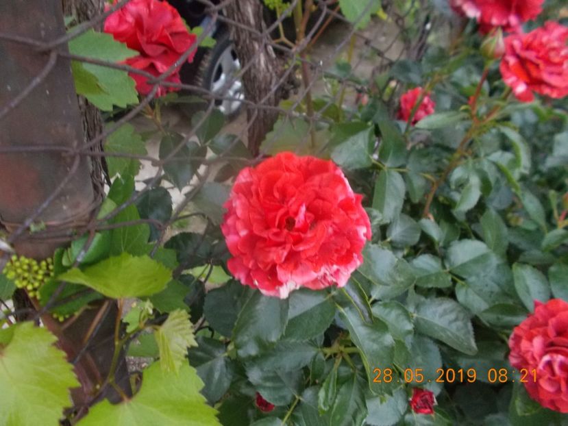 - TRANDAFIRI 2019-2