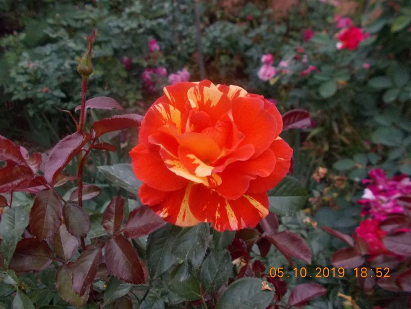  - TRANDAFIRI 2019-2
