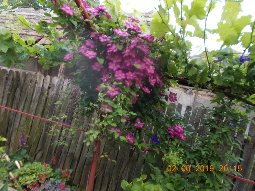  - TRANDAFIRI 2019-2