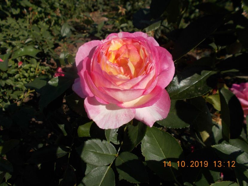  - TRANDAFIRI 2019-2