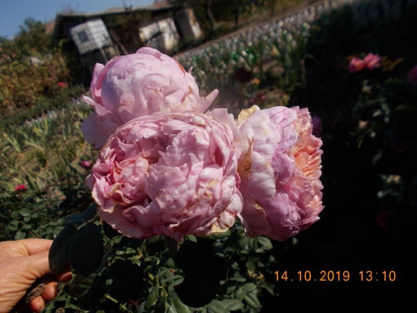  - TRANDAFIRI 2019-2