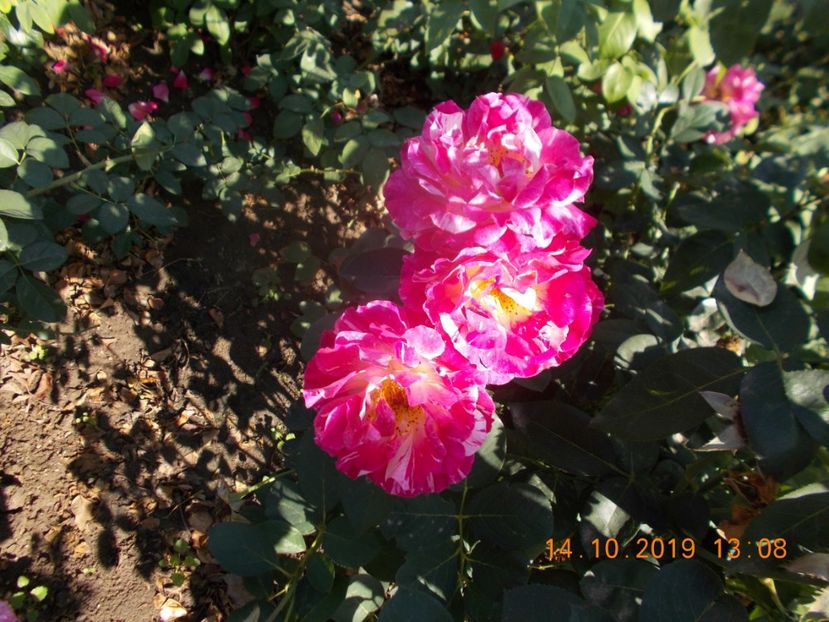  - TRANDAFIRI 2019-2