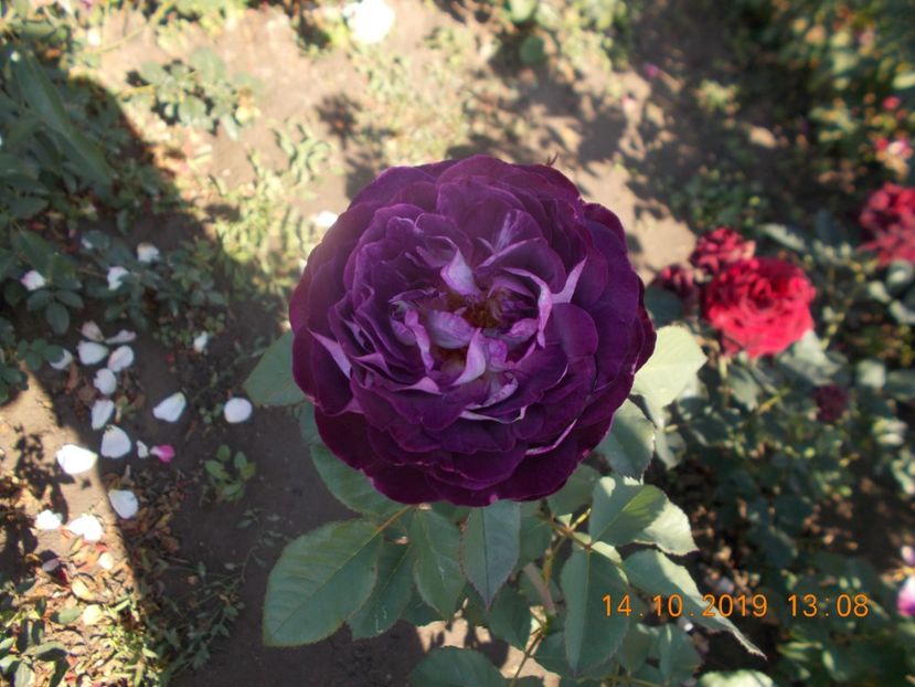  - TRANDAFIRI 2019-2