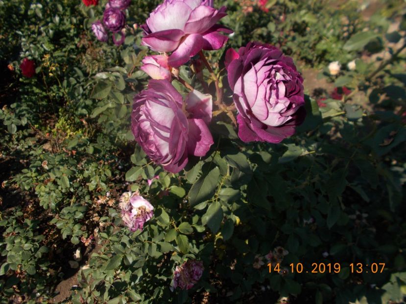  - TRANDAFIRI 2019-2