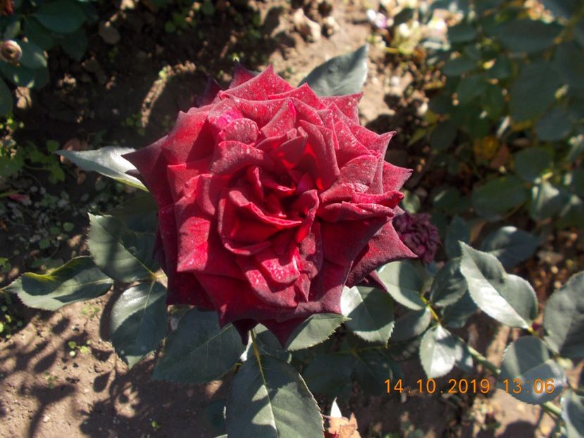  - TRANDAFIRI 2019-2