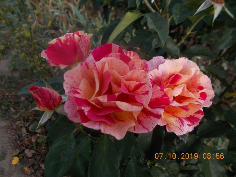  - TRANDAFIRI 2019-2