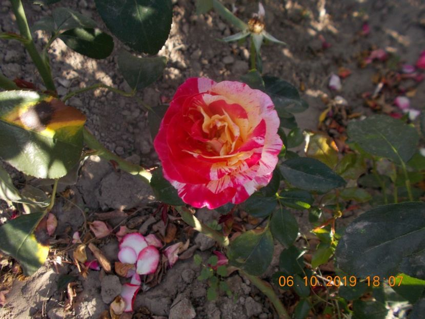 - TRANDAFIRI 2019-2