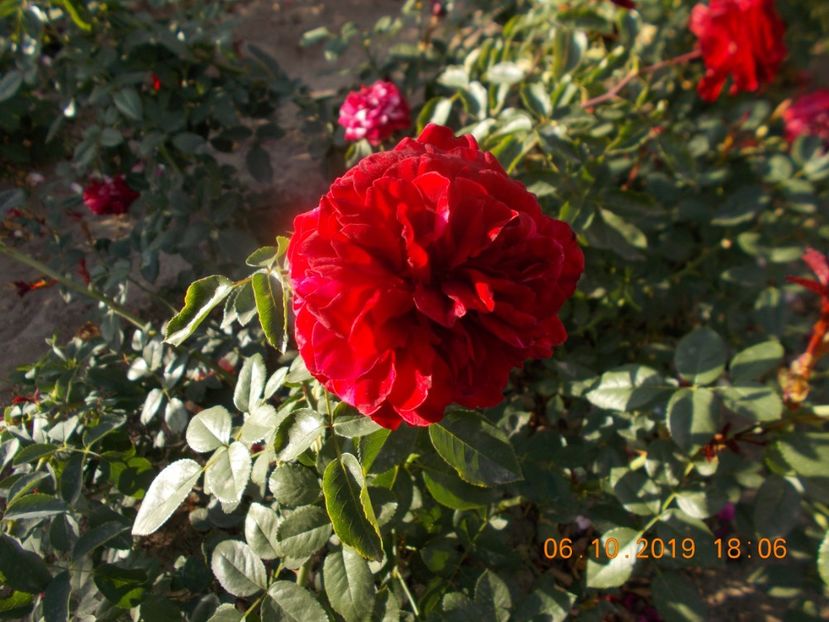  - TRANDAFIRI 2019-2