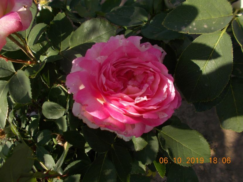  - TRANDAFIRI 2019-2