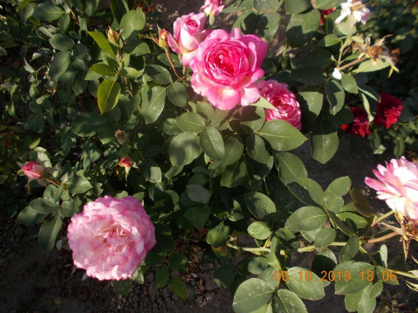  - TRANDAFIRI 2019-2