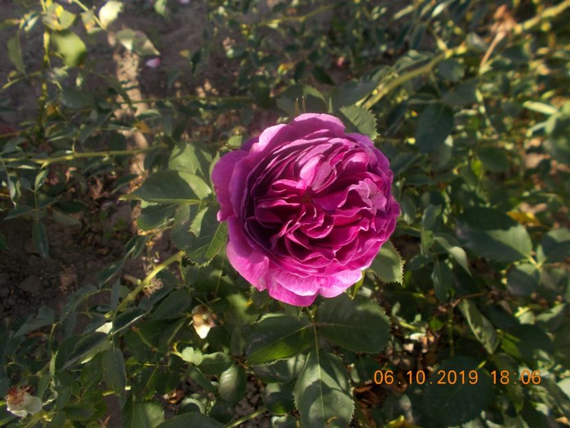  - TRANDAFIRI 2019-2