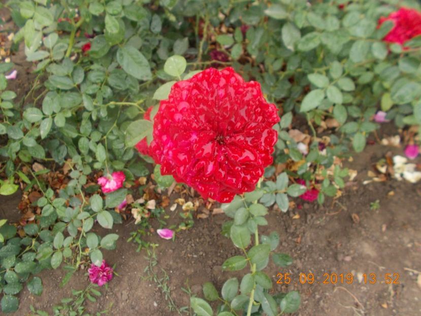  - TRANDAFIRI 2019-2
