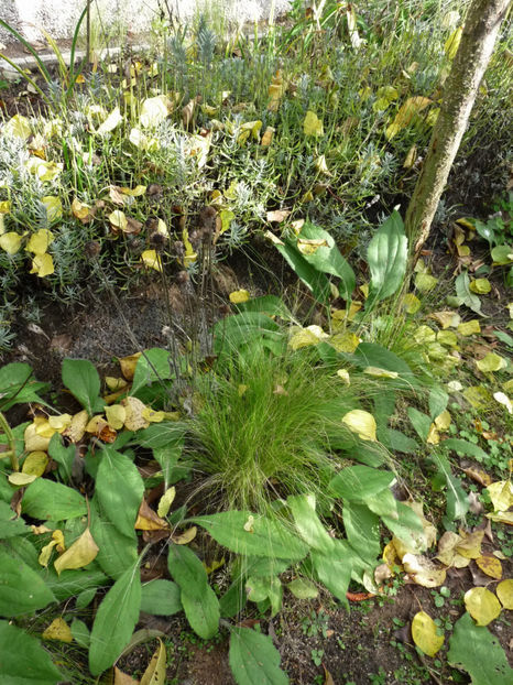  - 2019 - 03 - Toamna