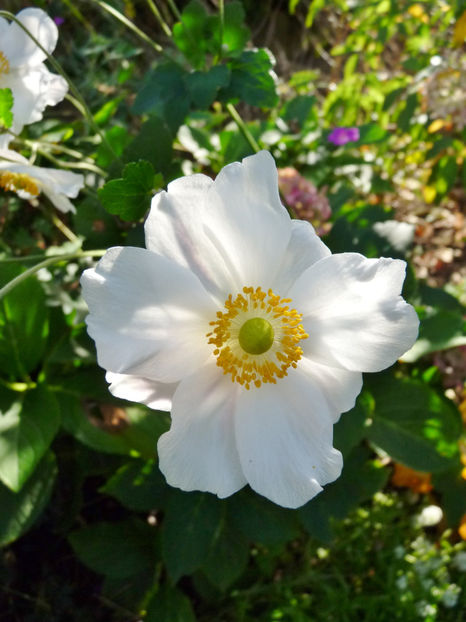  - 2019 - 03 - Toamna