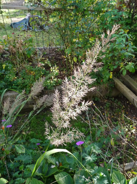  - 2019 - 03 - Toamna