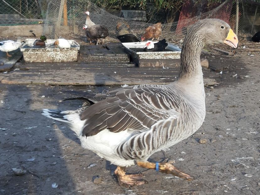 Gasca Tula - Gâște 2018 și 2019