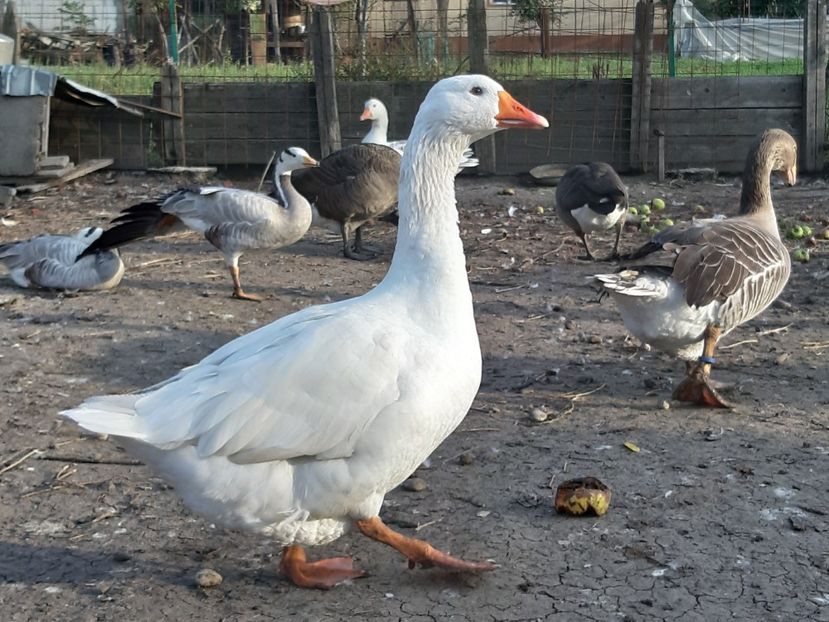 Gunar junior - Gâște 2018 și 2019