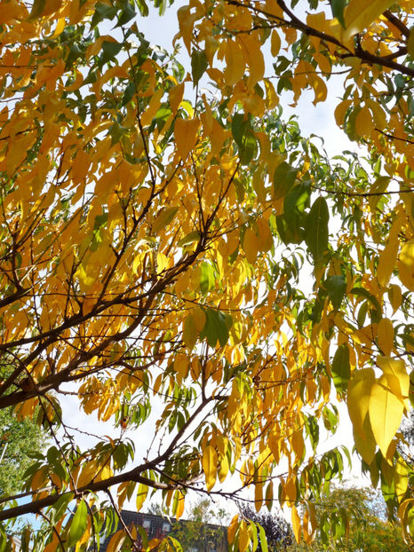  - 2019 - 03 - Toamna