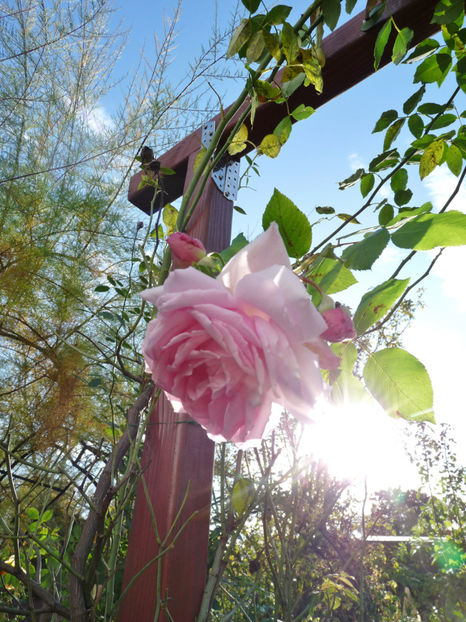  - 2019 - 03 - Toamna