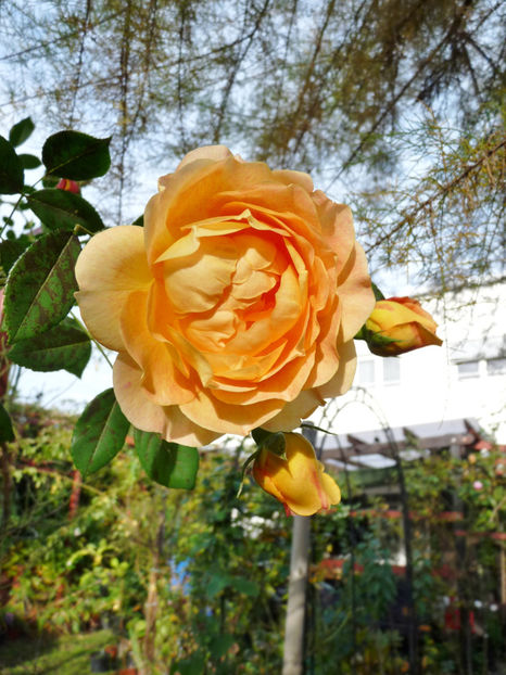  - 2019 - 03 - Toamna