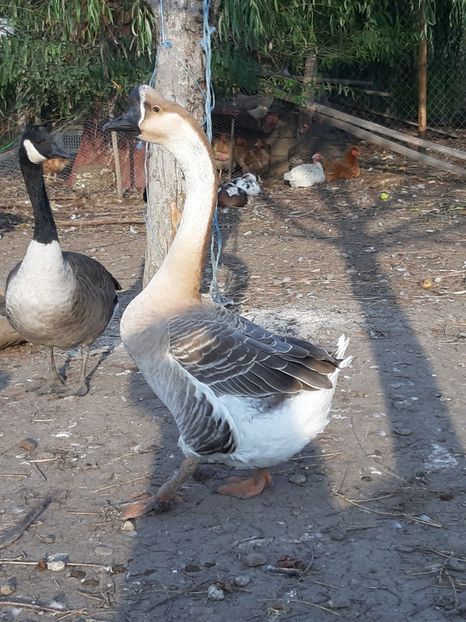 Gascani - chinez și canadian - Gâște 2018 și 2019