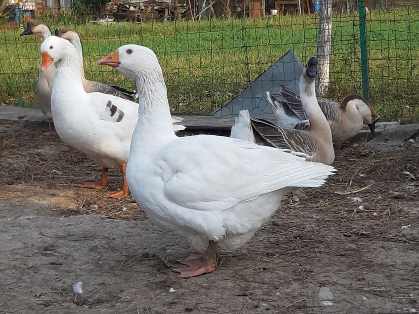 Babuta Ingrid - Gâște 2018 și 2019